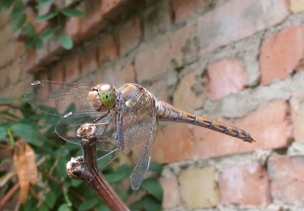 vážka pestrá Sympetrum striolatum