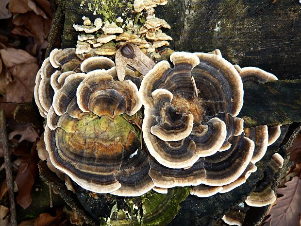 trúdnikovec pestrý Trametes versicolor (L.) Lloyd