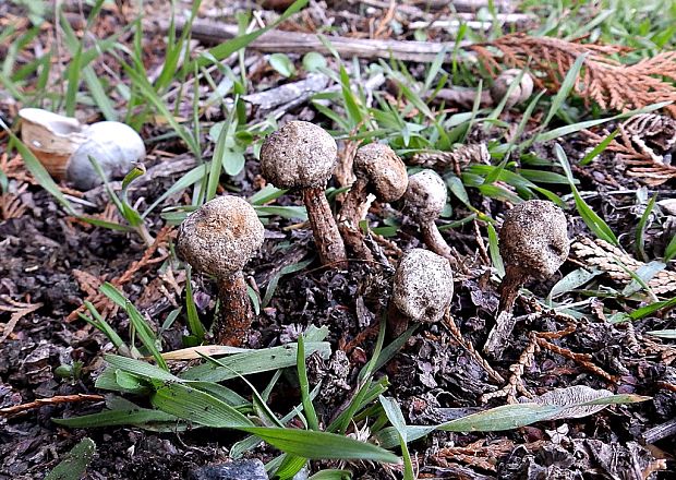 stopkovec vláknitý Tulostoma fimbriatum Fr.