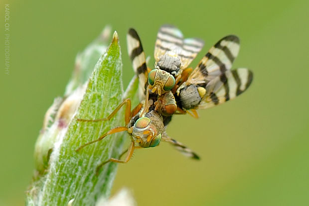 vrtivka Urophora jaceana