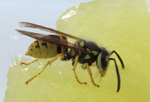 osa útočná Vespula germanica