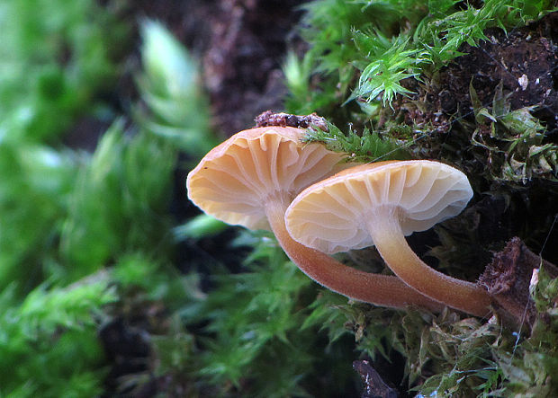 plamienka Flammulina sp.