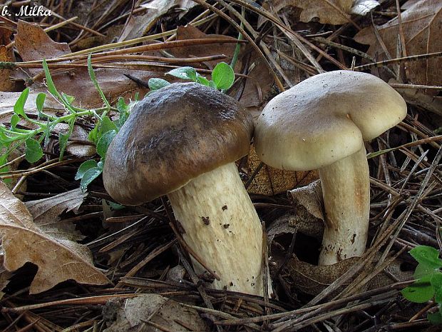 šťavnačka mrazová Hygrophorus hypothejus (Fr.) Fr.