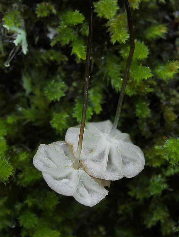 tanečnica močiarna Marasmius limosus Boud. & Quél.