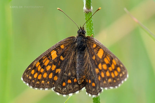 hnedáčik veronikový Melitaea aurelia