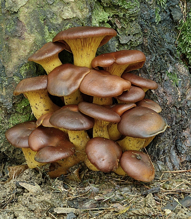 kališník hnedooranžový Omphalotus olearius (DC.) Singer