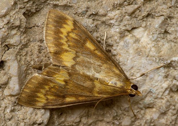 vijačka kukuričná Ostrinia nubilalis