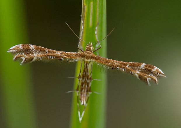 pierkavec jastrabníkový Oxyptilus chrysodactyla