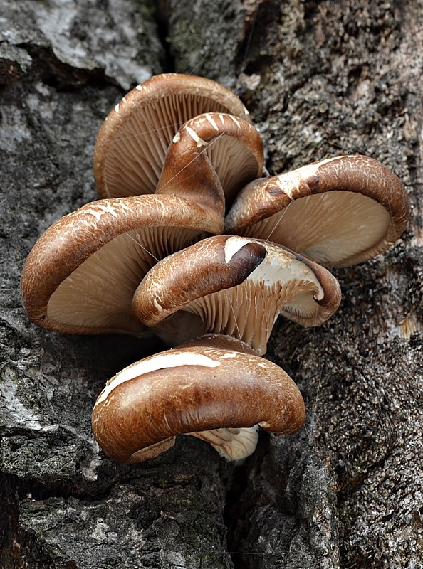 hliva ustricovitá Pleurotus ostreatus (Jacq.) P. Kumm.