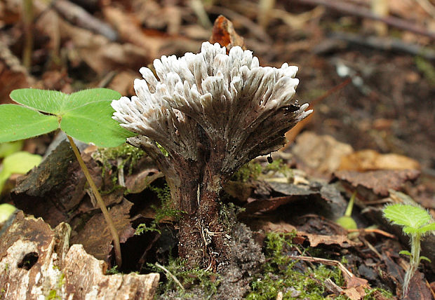 plesňovka smradľavá Thelephora palmata  (Scop.) Fr.