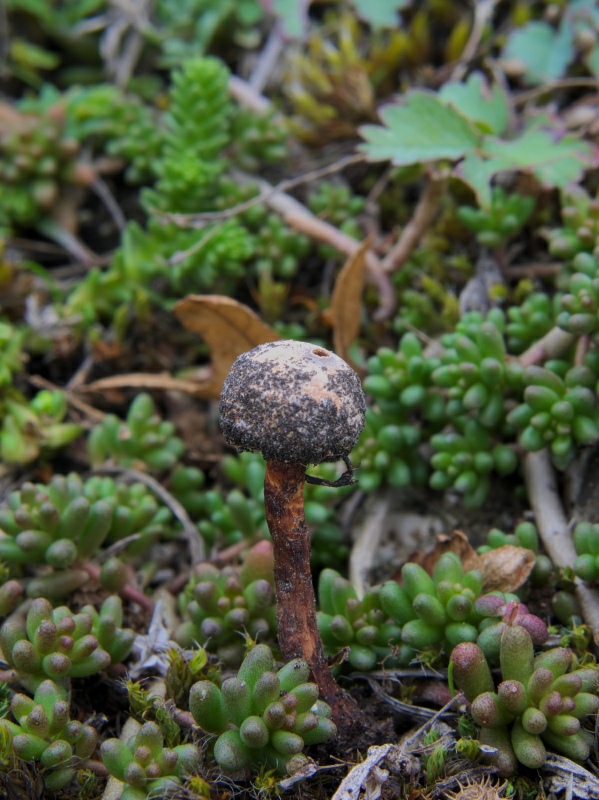 stopkovec hrdzavohnedý Tulostoma melanocyclum Bres.