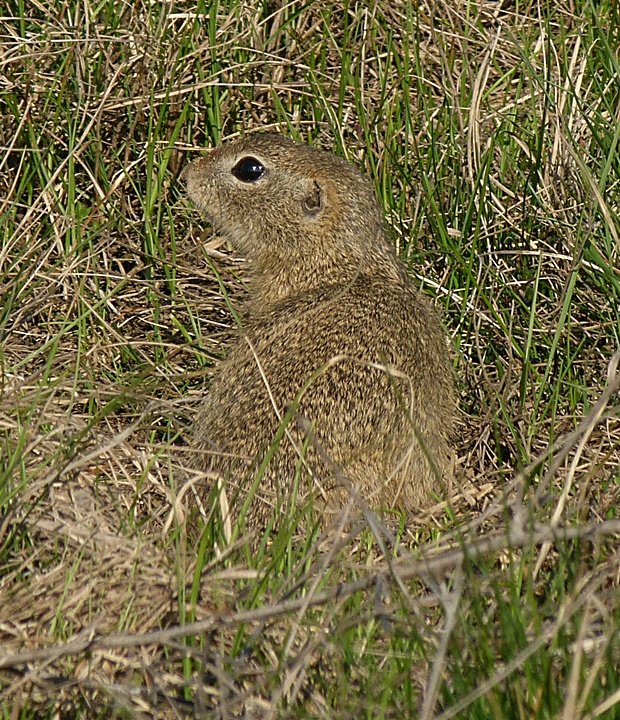 syseľ pasienkový Citellus citellus