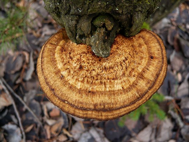 sieťkovček červenkastý Daedaleopsis confragosa (Bolton) J. Schröt.