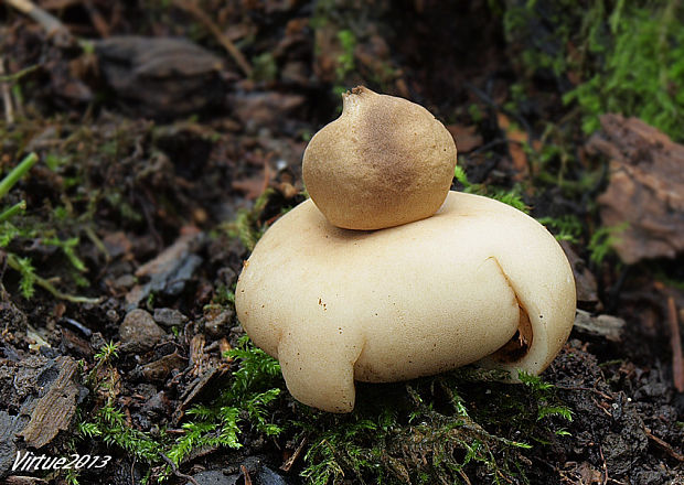 hviezdovka strapkatá Geastrum fimbriatum Fr.