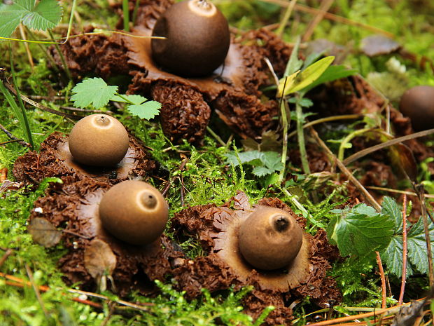 hviezdovka trojitá Geastrum triplex Jungh.