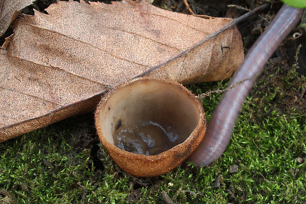 humária polguľovitá Humaria hemisphaerica (F.H. Wigg.) Fuckel