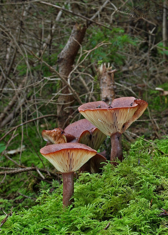 rýdzik gáfrový Lactarius camphoratus (Bull.) Fr.