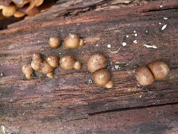 vlčinka Lycogala sp.