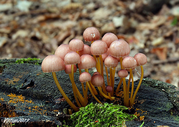 prilbička žltohlúbiková Mycena renati Quél.