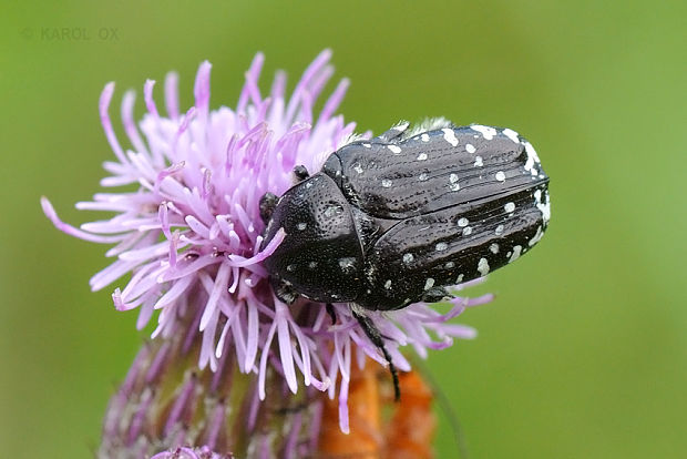 zlatoň Oxythyrea funesta