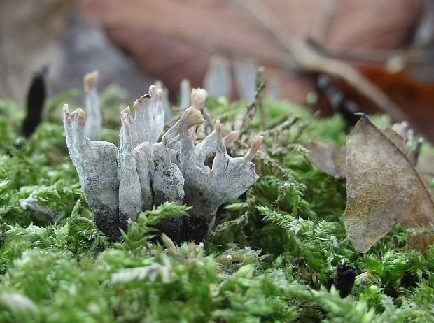 drevnatec parohatý Xylaria hypoxylon (L.) Grev.