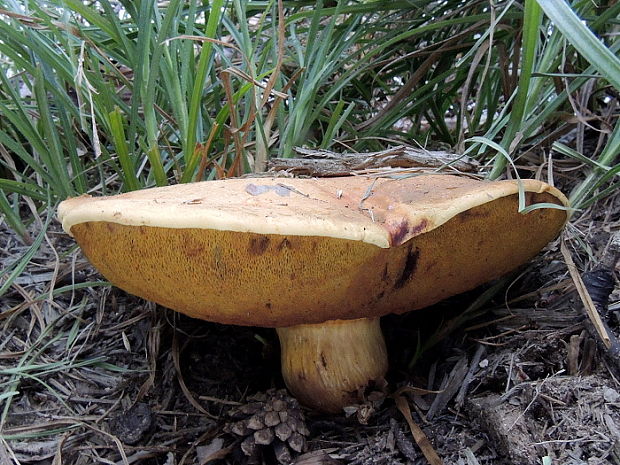 žltavec Buchwaldoboletus hemichrysus (Berk. & M.A. Curtis) Pilát