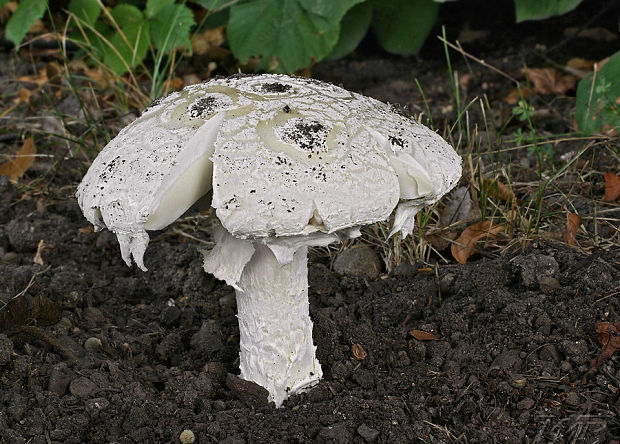 muchotrávka šiškovitá Amanita strobiliformis Gonn. & Rabenh.