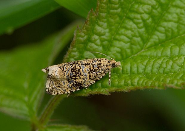 obaľovač kalužinový Celypha lacunana