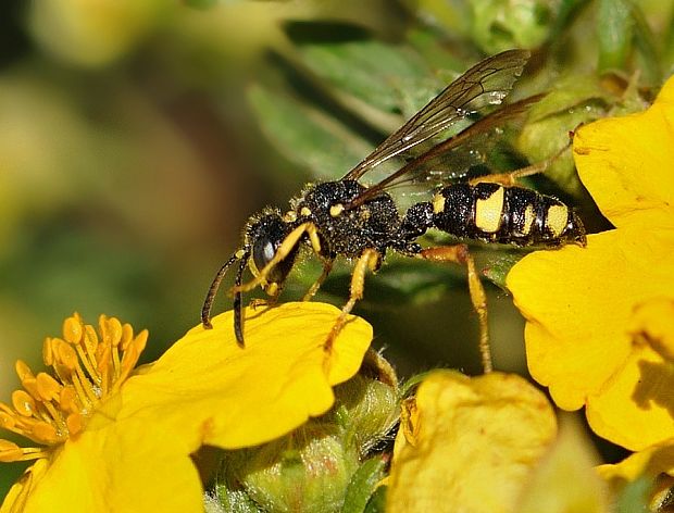 kutavka Cerceris rybyensis