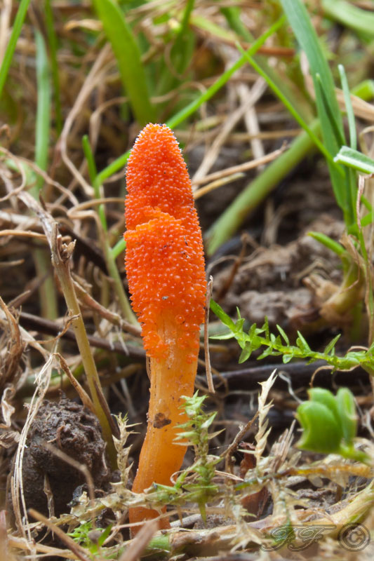 žezlovka hmyzová Cordyceps militaris (Fr.) Link