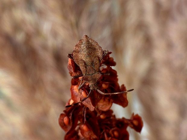 obrubnica štiavová Coreus marginatus Linnaeus, 1758