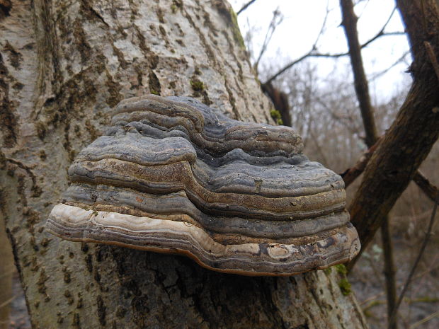 práchnovec kopytovitý Fomes fomentarius (L.) J.J. Kickx