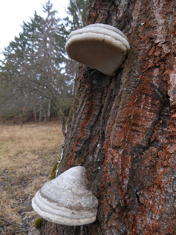 práchnovec kopytovitý Fomes fomentarius (L.) J.J. Kickx