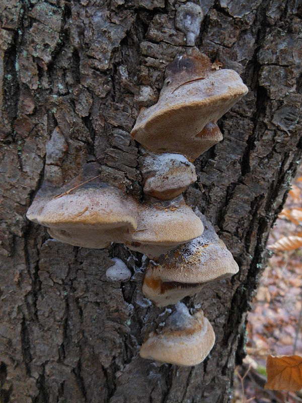 ohňovec mohutný Fomitiporia robusta (P. Karst.) Fiasson & Niemelä