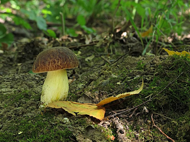 hríb jamkatý Hemileccinum depilatum (Redeuilh) Šutara