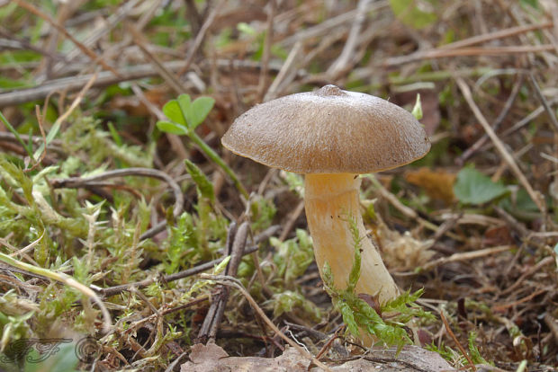 šťavnačka mrazová Hygrophorus hypothejus (Fr.) Fr.