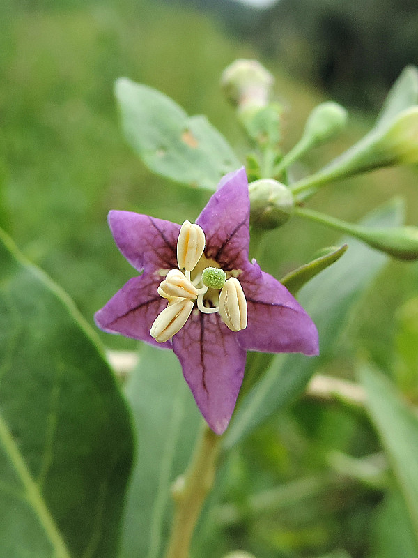 kustovnica cudzia / kustovnice cizí Lycium barbarum L.