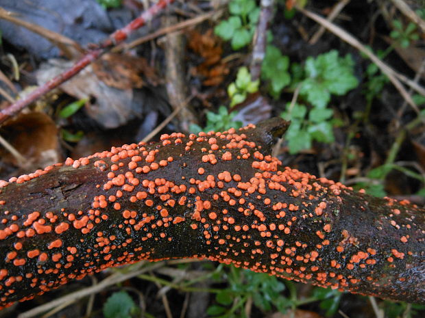 hlivka červená Nectria cinnabarina (Tode) Fr.