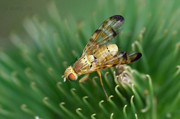 vrtivka ♂ Terellia tussilaginis