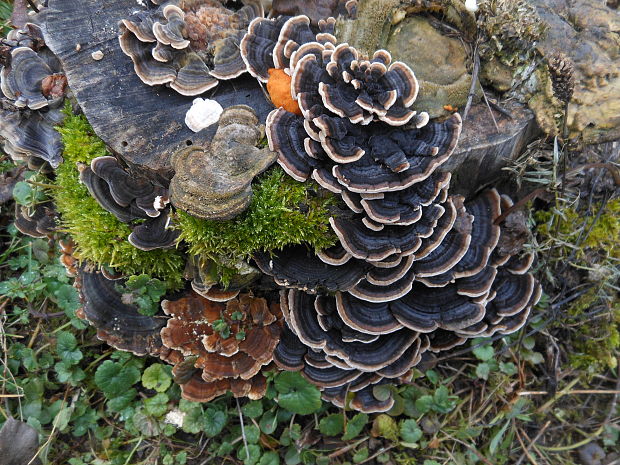 trúdnikovec pestrý Trametes versicolor (L.) Lloyd