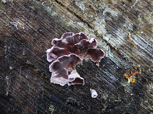 pevníkovec purpurový Chondrostereum purpureum (Pers.) Pouzar