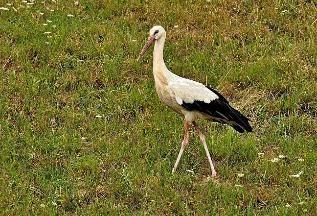 bocian biely Ciconia ciconia