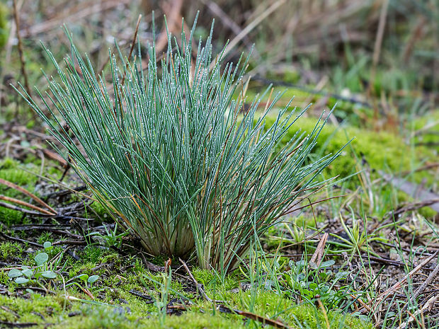 kyjanka sivá Corynephorus canescens L.) P. Beauv.