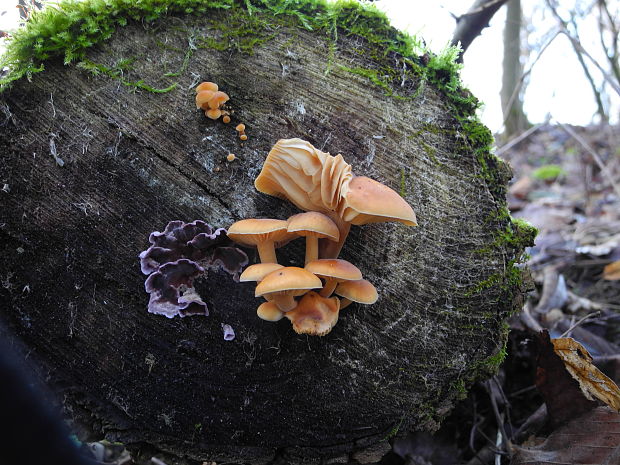 plamienka a pevníkovec purpurový Flammulina sp. a Chondrostereum purpureum (Pers.) Pouzar