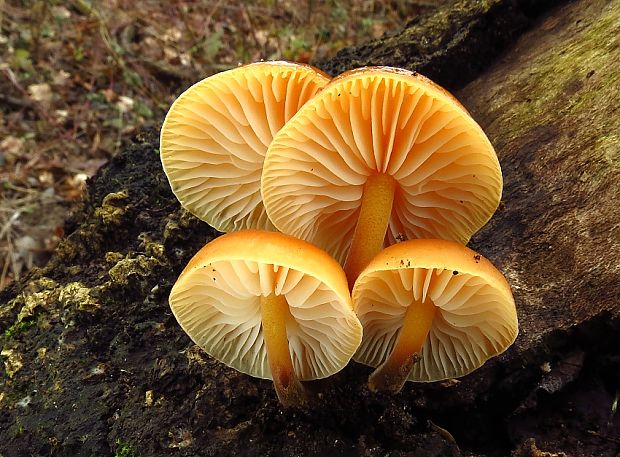 plamienka Flammulina sp.