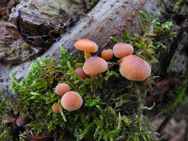 plamienka Flammulina sp.