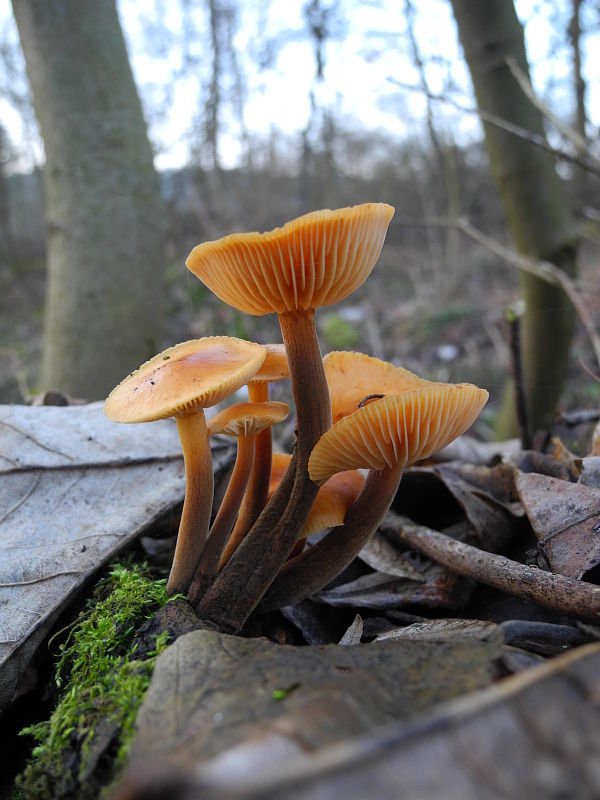 plamienka Flammulina sp.