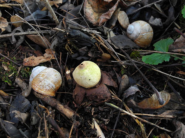 hviezdovka trojitá Geastrum triplex Jungh.