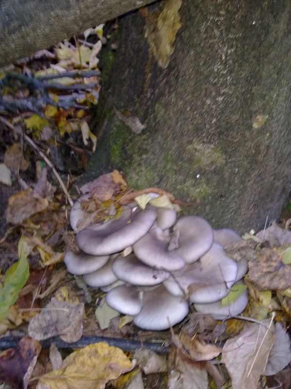 hliva Pleurotus sp.