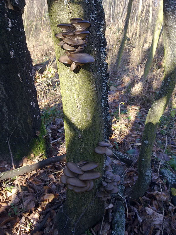 hliva Pleurotus sp.